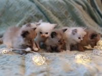 reinrassige Ragdoll Kitten