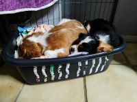 Cavalier King Charles Spaniel