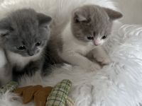 Wunderschöne BKH-Babys mit Stammbaum