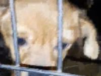 Nona kleines Mädchen sucht ihre Menschen