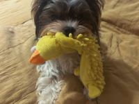 Deckrüde Biwer York Terrier