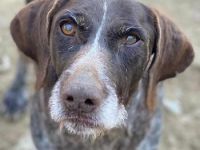 Thekla, geb. ca. 12/2016, lebt in GRIECHENLAND, auf einer privaten Pflegestelle