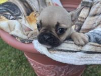 schöne, reinrassige Französische Bulldoggen zu verkaufen