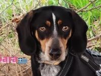 Sara, 10/21 - ängstliche, liebe Hündin sucht geduldiges Zuhause mit viel Liebe