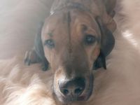 Sky sucht ein neues Zuhause