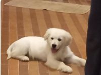 Golden Retriever Hündin 15 Wochen alt zu verkaufen!