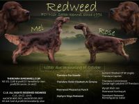 Irish Red Setter Welpen mit Ahnentafel (FCI-Registrierte Zucht)