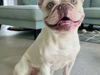 Französische Bulldogge Kai sucht ein liebevolles Zuhause
