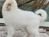 Pyrenäenberghund Welpen