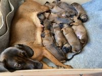 Bayrischer Gebirgsschweisshund Welpen