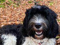 Portugiesischer Wasserhundwelpe Voranmeldung Frühjahr 2026