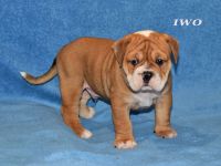 Continental Bulldog Welpen aus deutscher Vereinszucht mit Ahnentafel