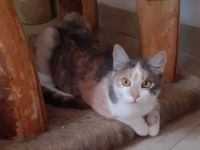 Coco – Glückskatze sucht dringend glückliches Zuhause! (aus dem Tierschutz / handicap)