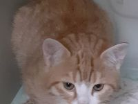 Freddy und Barney –  suchen dringend ein Zuhause! (aus dem Tierschutz / gechipt, geimpft, kastriert)