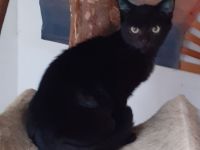 Nero– sucht dringend ein Zuhause! (aus dem Tierschutz / gechipt, geimpft, kastriert)