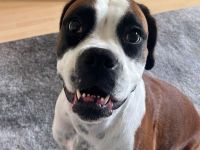 Liebe Alma sucht neues zu Hause