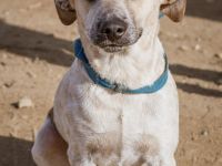 Zsozso, sehr ängstlich, sucht ein sicheres Zuhause