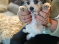 Coton de tulear x Malteser