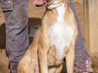 Tiana, großes Mädel mit viel Pfeffer im Hintern sucht sportliche Familie