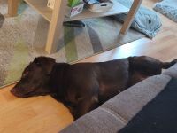 6 Monate alten welpen