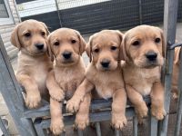 Labrador Welpen gelb Hündinnen mit Papieren