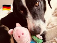 Bradley 09/24 - Bradley wartet auf Not-PS in 40723 Hilden,