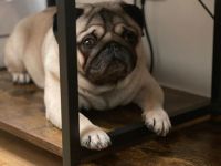 Reinrasiger MOPS - Deckrüde