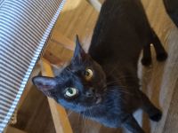 Katze sucht ein neues und liebevolles Zuhause