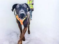 Mantrailing - Hundeschule