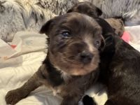 Toypudel biewer Welpen tree color +black-brown