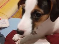 Parson Jack Russell Welpen