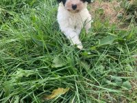 Zwergpudel Yorkshire Terrier Mix Rüde