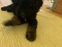 Zwergpudel Yorkshire Terrier Mix Rüde