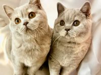 \"Wunderschöne BKH Katzen mit Stammbaum und Zuchtfreigabe