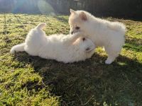 Plüschige Knutschkugeln dürfen bald ausziehen. Pomchi, Pomeranian Chihuahua