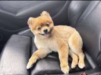 Deckrüde Zwergspitz / Pomeranian