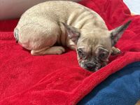 Rüde sucht schönes Zuhause