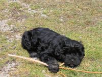 Tibet Terrier Welpe sucht SIE für den zukünftigen Frühlingsspaziergang