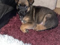 Süße Malinois welpen