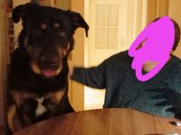 Berner Senner - Schäfer Mischling 15 Monate