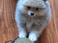 Pomeranien zwergspitz  babys