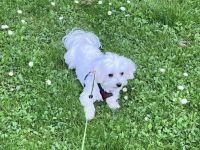 Deckrüde Mini Malteser (keinen Verkauf!)