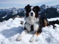 SUCHEN Aussie Rüde max. 12 Monate