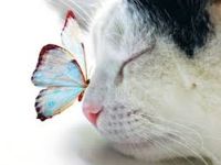 Biete Katzenbetreuung in Trier