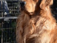 Golden Retriever Deckrüde aus besten FCI Linien
