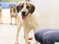 Wer schenkt dem kleinen Luke ein Zuhause?