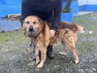 Hallo, ich bin Donny. Adoptierst du mich?