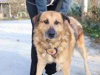 Hallo, ich bin Donny. Adoptierst du mich?