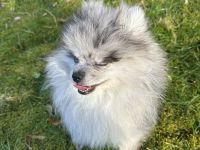 Pomerainen Welpen weiblich