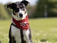 Lemmy sucht ein neues Zuhause